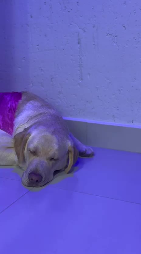 Labrador relaxando sob a luz da cromoterapia