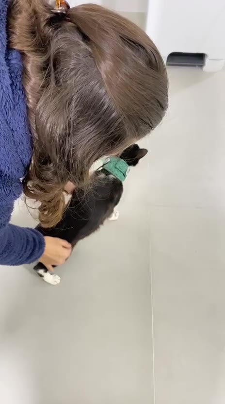 Gato com a tutora