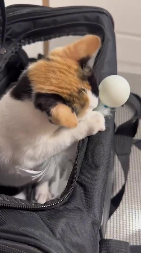 Gata dentro da caixa de transporte