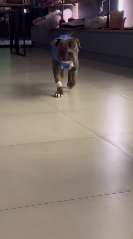 Pitbull de camiseta azul