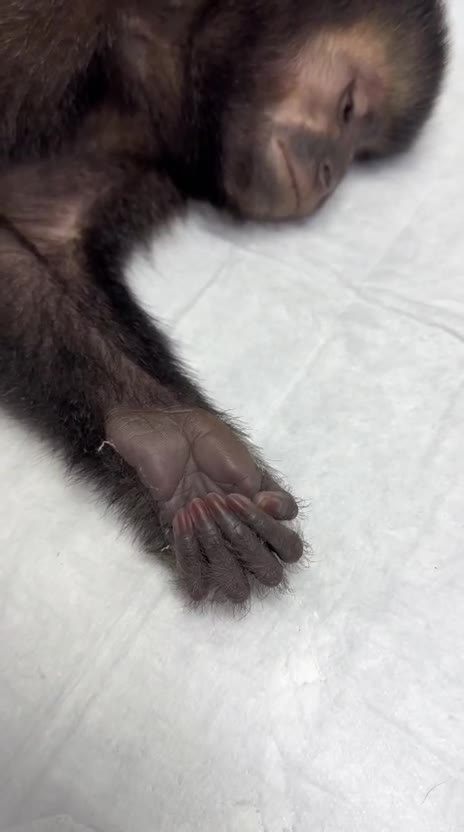 Macaco em recuperação